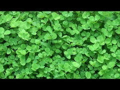 Thiết bị thông minh chất lượng từ Trung Quốc.